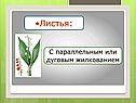 Лилейные растения