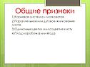 Жилкование листа