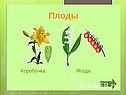 Лилейные растения