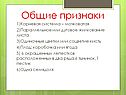 Соцветие