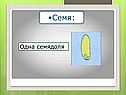 Лилейные растения