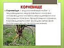 Корневище