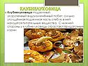 Клубнелуковица