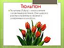 Тюльпан