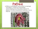 Рябчик