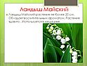 Ландыш Майский