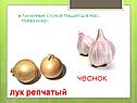 Чеснок