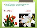 Лилейные служат декоративным украшением