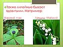 Также лилейные бывают ядовитыми