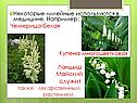 Некоторые лилейные используются в медицине