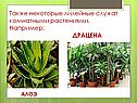 Также некоторые лилейные служат комнатными растениями