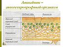 Лишайник – автогетеротрофный организм