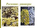 Растения - пионеры