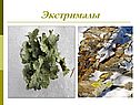 Экстрималы
