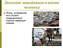 Значение лишайников в жизни человека