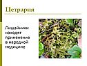 Цетрария