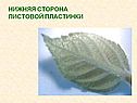 Лист и его строение