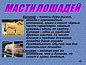 Масти лошадей