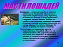 Масти лошадей