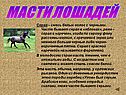 Масти лошадей