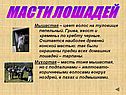 Масти лошадей