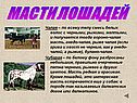 Масти лошадей