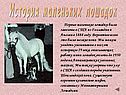 История маленьких лошадок