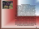 ПОРОДА АРЬЕЖУАЗ
