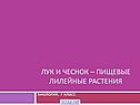 Лук и чеснок – пищевые лилейные растения