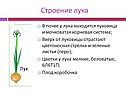 Строение лука