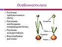 Особенности лука