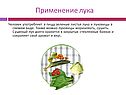 Лук и чеснок
