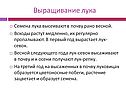 Выращивание лука
