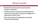 Уход за луком