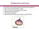 Строение чеснока
