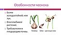 Особенности чеснока
