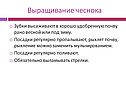 Выращивание чеснока