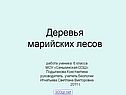 Деревья марийских лесов