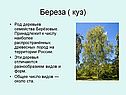 Береза