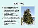 Ель