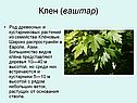 Клен