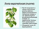 Липа европейская