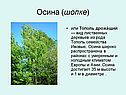 Осина