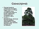 Сосна