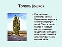 Тополь