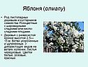 Яблоня