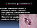 Методы размножения