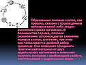 Образование половых клеток