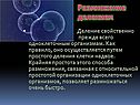 Размножение делением
