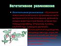 Вегетативное размножение